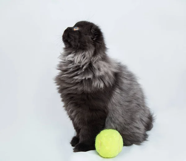 Muy Esponjoso Lindo Gatito Gris Negro Pliegue Sobre Fondo Blanco — Foto de Stock