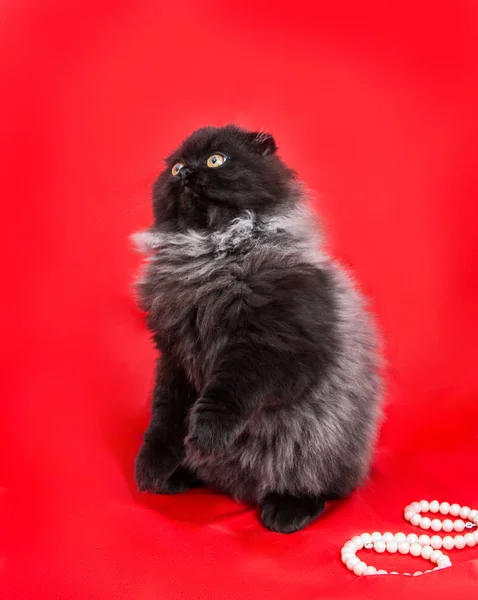 Negro Elegante Con Gatito Gris Con Pelo Largo Esponjoso Sobre — Foto de Stock