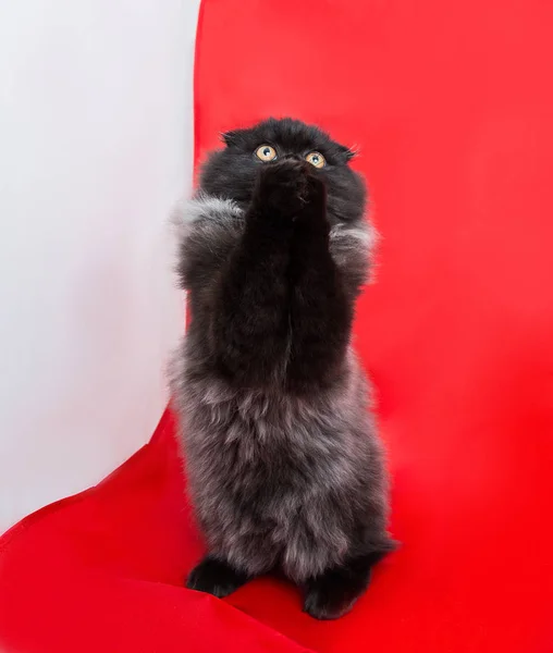 검은색과 빨간색 배경에 머리를 고양이 — 스톡 사진