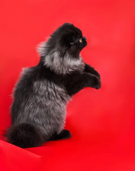 Negro Elegante Con Gatito Gris Con Pelo Largo Esponjoso Sobre — Foto de Stock