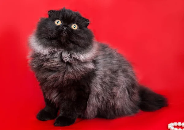 Preto Chique Com Gatinho Cinza Com Cabelos Longos Macios Fundo — Fotografia de Stock