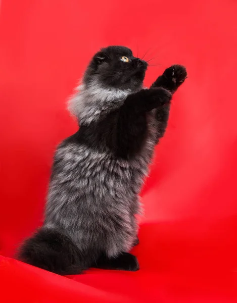 Chic Black Gray Kitten Fluffy Long Hair Red Background — Stock Photo, Image