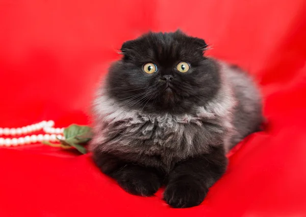 Elegante Peludo Gatito Gris Negro Altiplano Pliegue Sobre Fondo Rojo — Foto de Stock