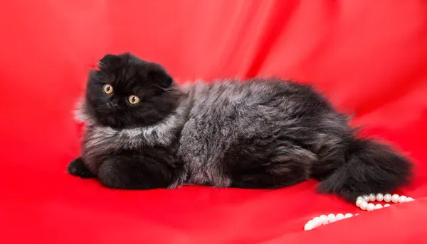 Chique Pluizig Kitten Grijs Zwart Highland Fold Een Rode Achtergrond — Stockfoto