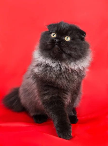 赤の背景にシックなふわふわ子猫グレー ブラック ハイランド倍 — ストック写真