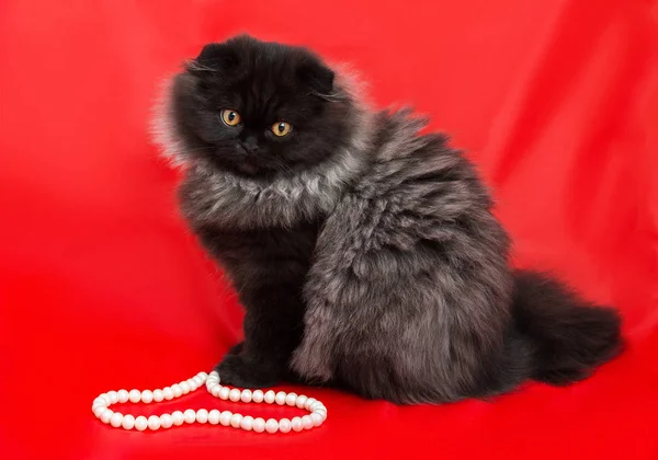 Şık Kabarık Kedi Gri Siyah Yayla Kat Kırmızı Bir Arka — Stok fotoğraf