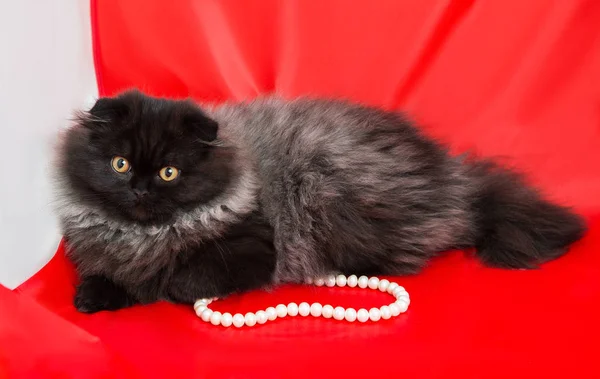 Elegante Peludo Gatito Gris Negro Altiplano Pliegue Sobre Fondo Rojo — Foto de Stock