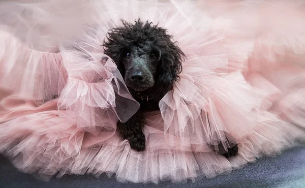 dog, black poodle, in a cloud of tulle powdery skirt
