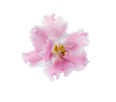 menekşe ajur menekşe çiçek izole beyaz bir arka plan üzerinde beyaz