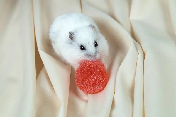 Hámster Pequeño Sobre Fondo Claro Con Mermelada Roja Redonda Azúcar —  Fotos de Stock