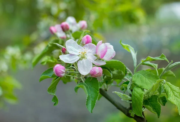 spring color of apple, open flowers and buds on the branches