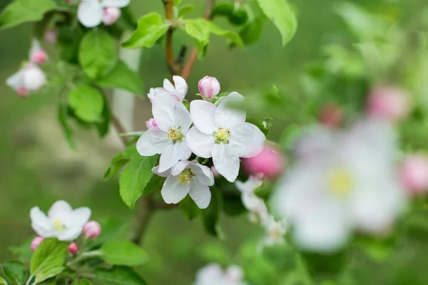 Color Primavera Manzana Flores Abiertas Brotes Las Ramas —  Fotos de Stock