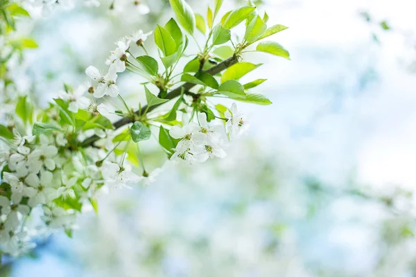 Rama Floreciendo Flores Blancas Flores Flor Cerezo —  Fotos de Stock