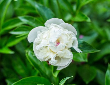 Yeşil arka planda yoğun yapraklı beyaz şakayık tomurcuğu