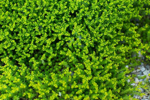 Verde Luz Verde Grama Musgo Como Uma Textura — Fotografia de Stock