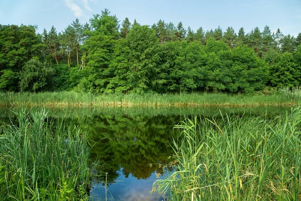 orman, nehir, kıyı ve plaj manzaralı yaz manzara