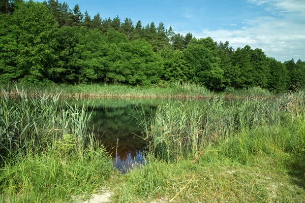 Summer Landscape View Forest River Shore Beach — Stock Photo, Image