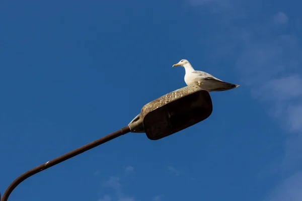 海鸥在深蓝色的天空对一个老灯柱 — 图库照片