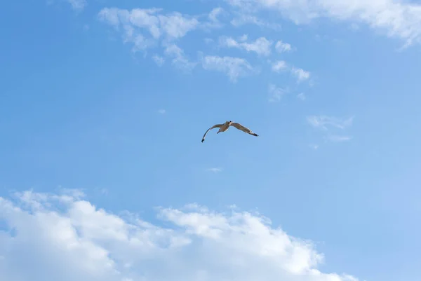 青空に対してカモメを飛ぶ — ストック写真