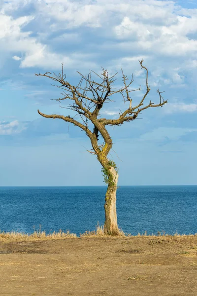 夏の海と空を背景に崖の上に裸の古い孤独な木 — ストック写真