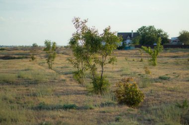 Manzara, ağaçlar, gökyüzü, kuru çimenler.