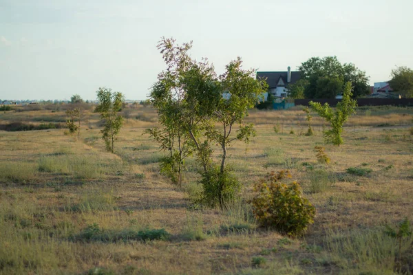 Manzara, ağaçlar, gökyüzü, kuru çimenler.