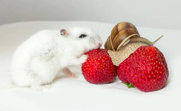 Kleine Dzjoengaarse Hamster Met Een Slak Een Rode Zomer Aardbei — Stockfoto