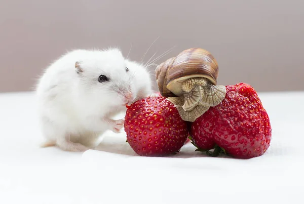 Kleine Dzjoengaarse Hamster Met Een Slak Een Rode Zomer Aardbei — Stockfoto