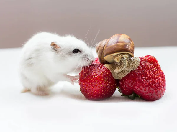 Kırmızı Bir Yaz Çilek Bir Salyangoz Ile Küçük Dzungarian Hamster — Stok fotoğraf