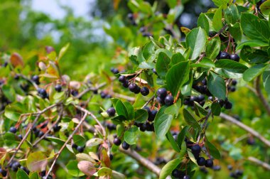 ip siyah chokeberries demet