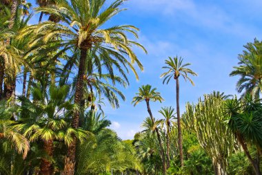 Elche El Palmeral, Alicante yakınlarındaki palmiye bahçesi, Costa Blanca