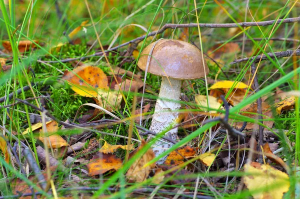 Σημύδα Boletus Φθινοπωρινό Δάσος — Φωτογραφία Αρχείου