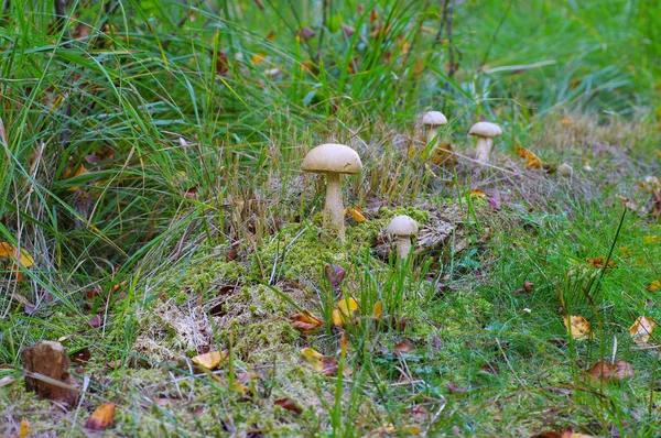 Σημύδα Boletus Φθινοπωρινό Δάσος — Φωτογραφία Αρχείου