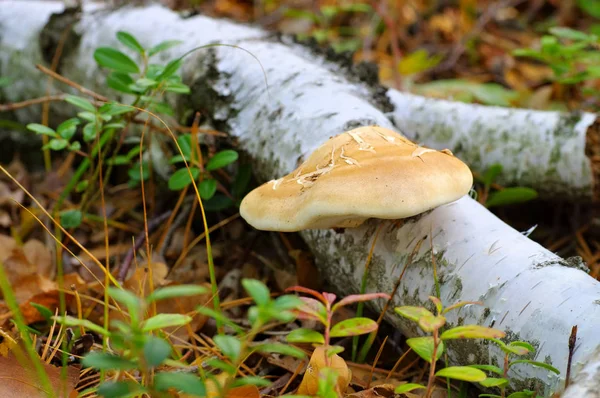 Березовые Полипоры Fomitopsis Betulina Осеннем Лесу — стоковое фото