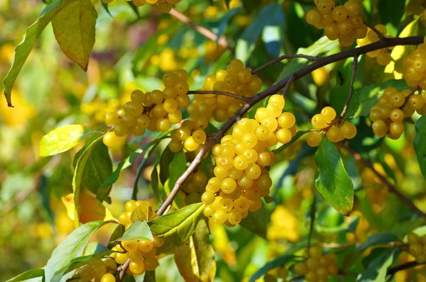 Cereza Elaeagnus Elaeagnus Multiflora Con Muchas Bayas — Foto de Stock