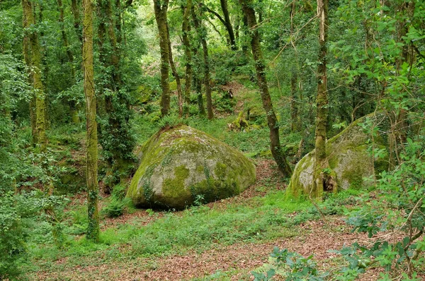 Huelgoat Forest Bretaña Francia — Foto de Stock