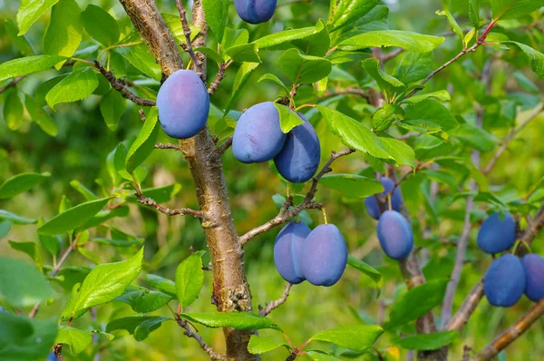 Prunier Aux Fruits Mûrs Automne — Photo