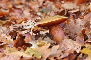 Sonbahar ormandaki noktalı kök bolete