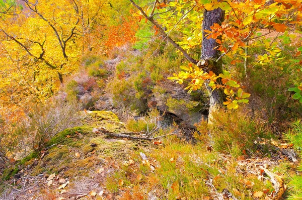 Roccia Altschlossfelsen Dahn Rockland Autunno Germania — Foto Stock