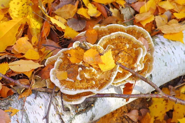 Indyczy Ogon Lub Trametes Versicolor Jesiennym Lesie — Zdjęcie stockowe