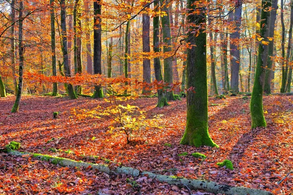 Typical Beech Forest Fall Sunshine — Stock Photo, Image