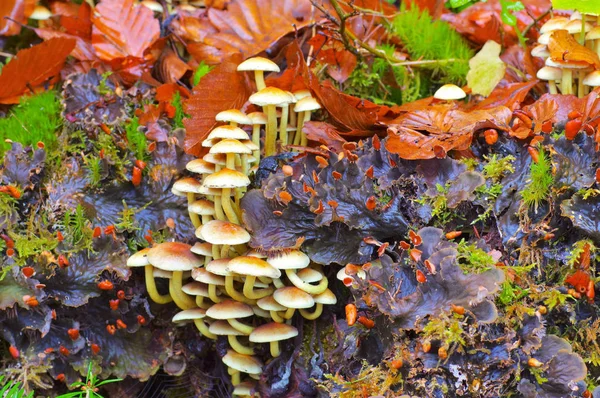 Кластерний Лісоруб Або Hypholoma Fasciculare Осінньому Лісі — стокове фото