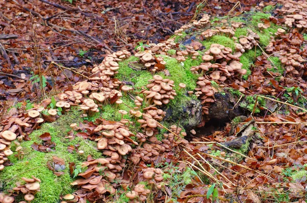 Honey Fungi Armillaria Ostoyae Autumn Forest — Stock Photo, Image