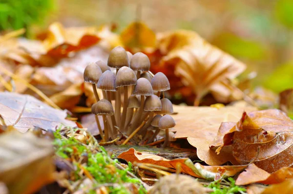 Grupa Grzybów Mycena Jesiennym Lesie — Zdjęcie stockowe