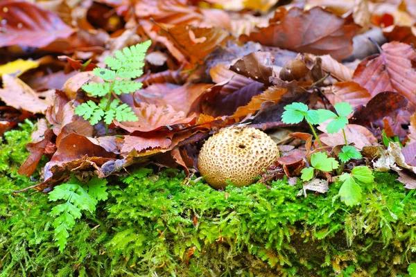 Gemeenschappelijke Earthball Aardappelbovist Herfst Bos — Stockfoto