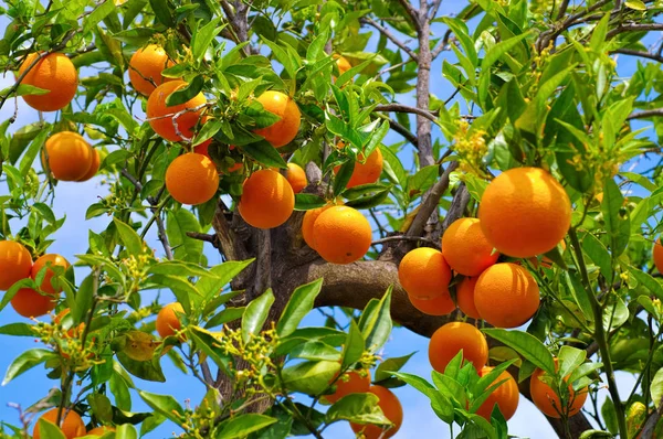 Muchas Frutas Naranjas Maduras Árbol — Foto de Stock