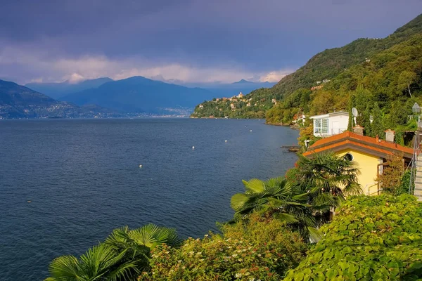 Pino Sulla Sponda Del Lago Maggiore Sul Lago Maggiore — Foto Stock