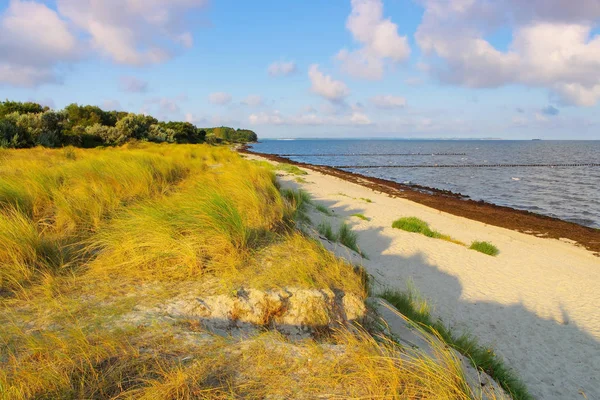 Playa Poel Arbusto Negro Isla Poel Alemania — Foto de Stock