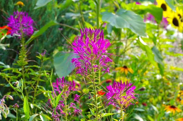 くも花またはクモの植物 Cleome Spinosa — ストック写真