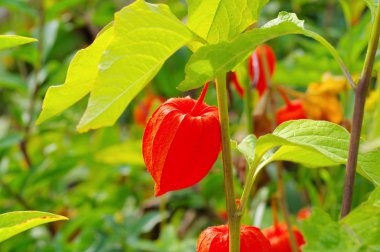 Çin fenerveya Physalis alkekengi